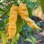 Pack 2 Sugar Rush Peach Pepper Live Plants, Hot Peach Pepper Live Plants, Chili Plants for Growing, 80 Days Old Plants