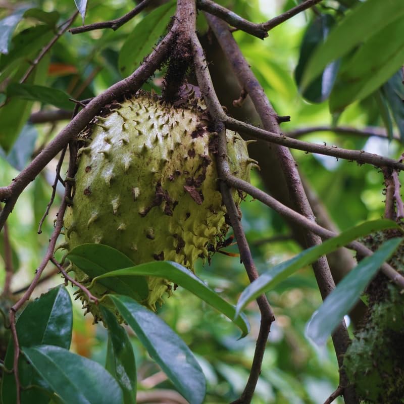 Soursop Plant Live, Guanabana Tree Live Plants, 5 to 8 Inc Tall, Soursop Tree Live Plant, Gardening Outdoor