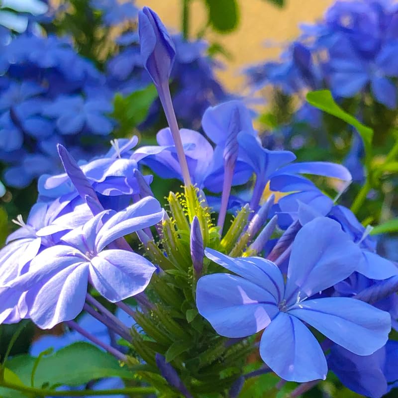 Pack 5 Cuttings Blue Plumbago Plant, 8-10" Unrooted Cutting, Flower Plumbago Vine Plant Cutting for Planting Outdoor Garden