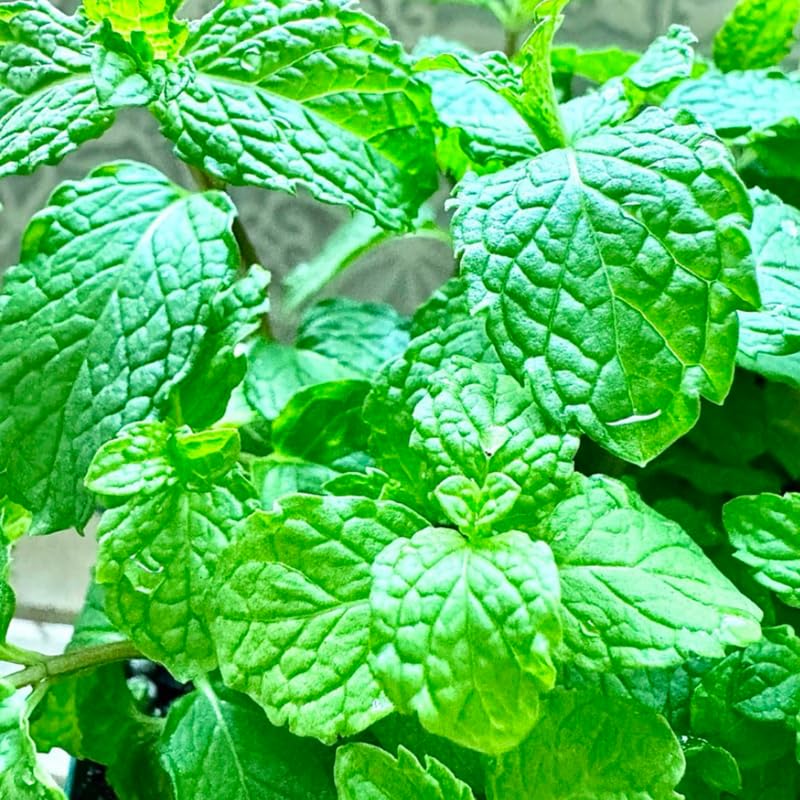 Big Clumps Spearmint Plants Live in Pot, Well-Rooted Herb for Home Gardens, Heirloom Mint Indoor Outdoor, Fresh Mints