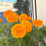 2 Marigold Plants, Orange Marigold Live Plants, Live Marigold Plants, 4 to 7 Inc Tall, Perennial Flower Planting