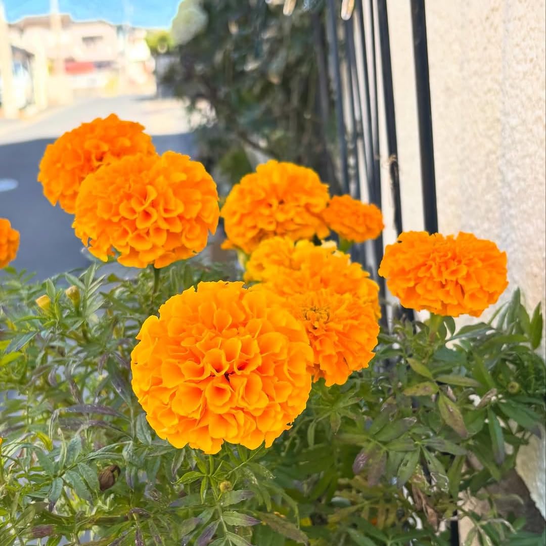 2 Marigold Plants, Orange Marigold Live Plants, Live Marigold Plants, 4 to 7 Inc Tall, Perennial Flower Planting