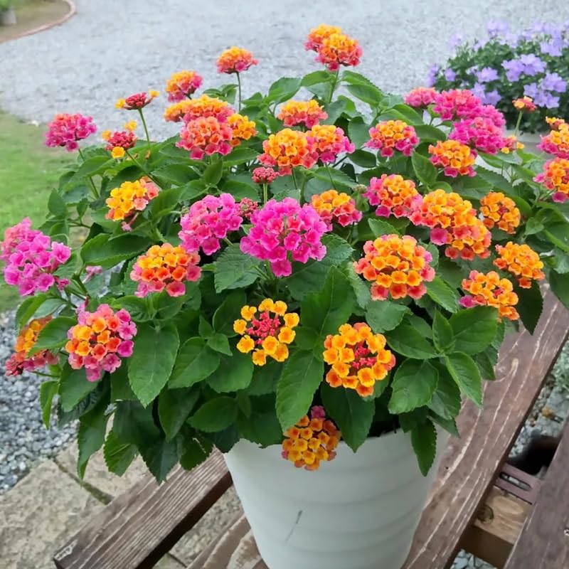 4 Colorful Perennial Lantana Trees Live Plants, Random Blooms, Hardy and Long Blooming Seasons, Fragrant, 5-10" in Tall, Full Sun Growing