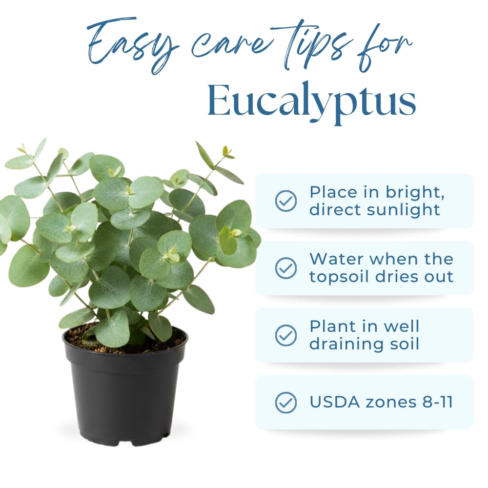 Baby Blue Eucalyptus Plant Live, Eucalyptus Tree Live Plant, 5 to 7 Inc Tall, Fragrant Foliage, Cold Hardy Eucalyptus Plant Live for Indoor Outdoor Growing