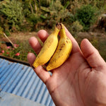 Truly Tiny Banana Plant Live, 4-6" Tall Well-Rooted for Indoor Tropical Displays, Cold Hardy Banana Fruit Tree