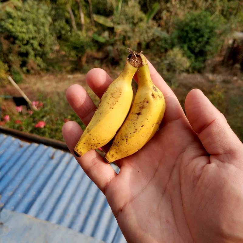 Truly Tiny Banana Plant Live, 4-6" Tall Well-Rooted for Indoor Tropical Displays, Cold Hardy Banana Fruit Tree