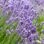 Set 4 Lavender Plants Live, Lavandula Perennial Well Rooted Plants, Fragrant Perennial 4-8" Height for Planting (Purple Lavender)