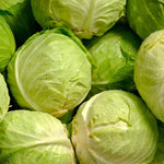 Pack 2 Cabbage Plants Live, Vegetable Plant Outdoor Garden, 3 to 5 Inch Tall, Ready to Grow