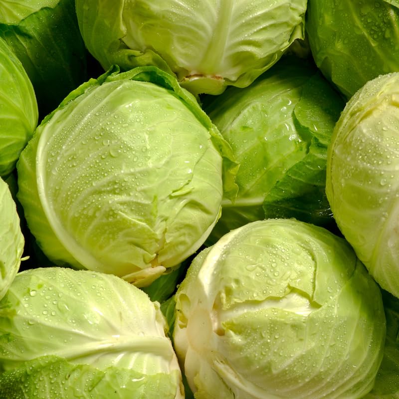 Pack 2 Cabbage Plants Live, Vegetable Plant Outdoor Garden, 3 to 5 Inch Tall, Ready to Grow