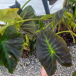 Elephant Ear Plants, Rare Colocasia Plant Live, Perennial Esculenta Taro Alocasia 4-8 Inch Tall, Indoor Outdoor Garden (Glossy Black)
