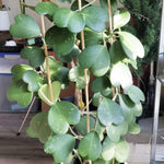 Kerii Hearts Hoya Live Plant 3-5 Inches Tall, Sweetheart Kerii Hoya Plant, Waxflower Vine Tropical Houseplant for Indoor Decor