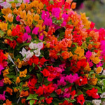 Combo 2 Bougainvillea Plants Live Trees, Outdoor Bougainvillea Plant for Trailing Flowering Vines or Bush Tree, 5-10” Tall, Well-Rooted, Bougainvillea Assorted Colors