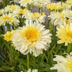 Yellow Daisy Plant, 2-5" Daisies Flower Starter Plant, Hardy Flowering Daisy Plants, Perennial Daisies Plants for Garden, Containers, Rooted in Soil, No Pot