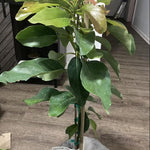 2-3Ft Avocado Trees Live Plants, Grafted Long Neck Avocado Plant Live Tree in Pot, No CA