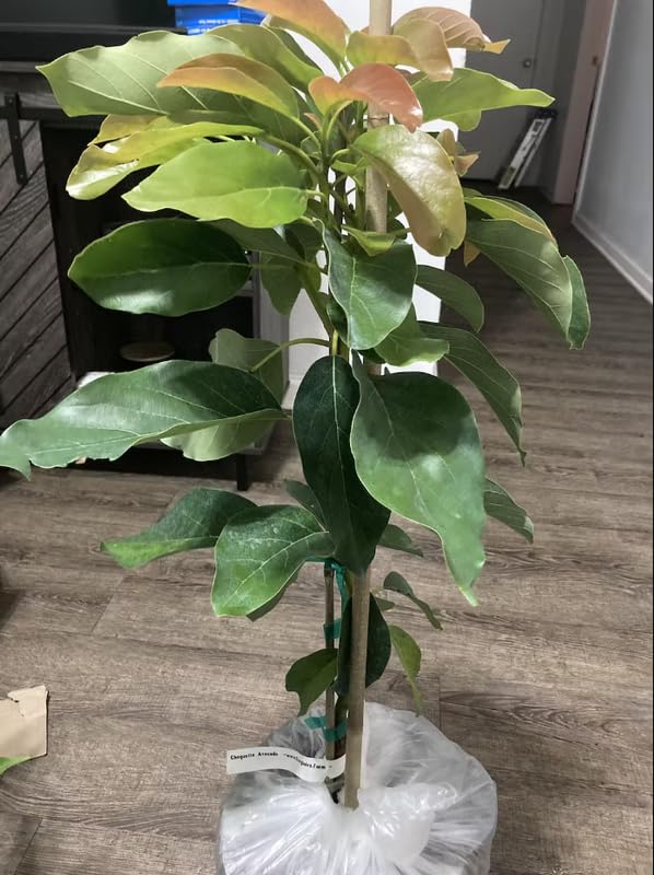 2-3Ft Avocado Trees Live Plants, Grafted Long Neck Avocado Plant Live Tree in Pot, No CA