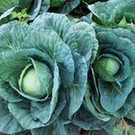 2 Cabbage Plants Live for Planting Outdoor Garden 4 to 6 Inches in 4 Inc Pot