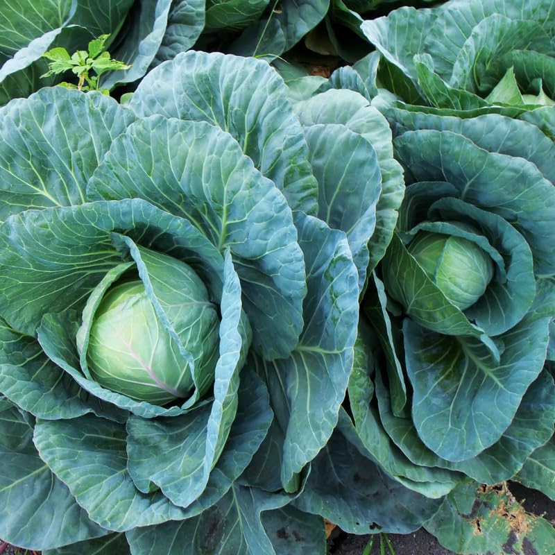 2 Cabbage Plants Live for Planting Outdoor Garden 4 to 6 Inches in 4 Inc Pot