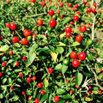 Chiltepin Pepper Plants Live for Planting, in 4" Pot, Hot Chili Pepper for Indoor and Outdoor Growing, Vegetable Home Garden