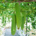 Set 2 Pots Luffa Plants, Live Loofah Gourd Vines in 4 Inch Pots, 4-6" Vegetable Luffa Vine Plant Seedlings