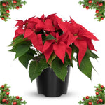 2 Poinsettia Plants Live, Dwarf Red Poinsettia Flowers Christmas Decorations, Holiday Houseplant, Poinsettias Trees Plants, No Pot, 5-9" Tall