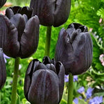 25 Tulip Bulbs for Planting, Easy-Grow Spring Flowers, Assorted Perennial Tulip Bulbs, Bulb Size 11/12 cm, Gardens, Containers, Flowerbeds Planting (Black Tulip)