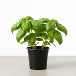 Basil Live Plant in 4″ Pot, Fresh Culinary Herb for Garden and Patio, Indoor Outdoor Growing (Sweet Basil)