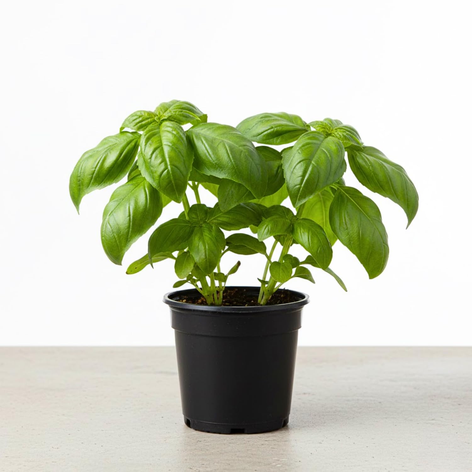 Basil Live Plant in 4″ Pot, Fresh Culinary Herb for Garden and Patio, Indoor Outdoor Growing (Sweet Basil)