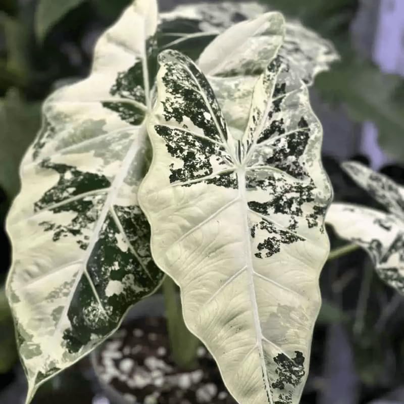 Variegated Alocasia Plant 4-8 Inch Tall, Tropical Alocasia Indoor Houseplant, Well Rooted Elephant Ear for Growing
