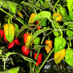 Set 6 Hot Pepper Live Plants, 90 Days Old Live Pepper Chili Plant for Spring Planting (Bhut Jolokia Hot)