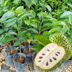 Giant Soursop Guanabana Tree Live Plant, Starter Size 5”-10” Seedling No Pot, Hardy, Tropical Flavor Annona Muricata