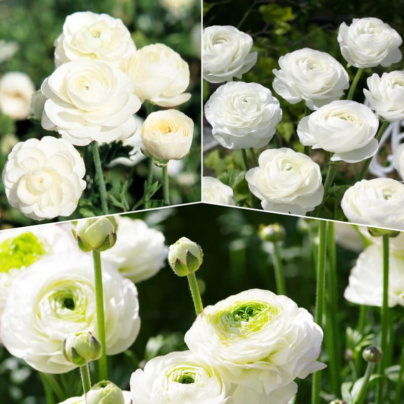 Pack of 30 Ranunculus Flowers Bulbs for Spring Planting, Ranunculus Bulbs for Planting, Spring Blooms Vibrant Perennial Bulbs for Garden Borders (White)