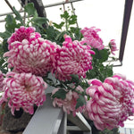 Chrysanthemum Flower Plant, Double Purple Mums Plant Live for Gardening, 5 to 7 Inc Tall Well Rooted, Chrysanthemum Plants Live Mum Live Plant