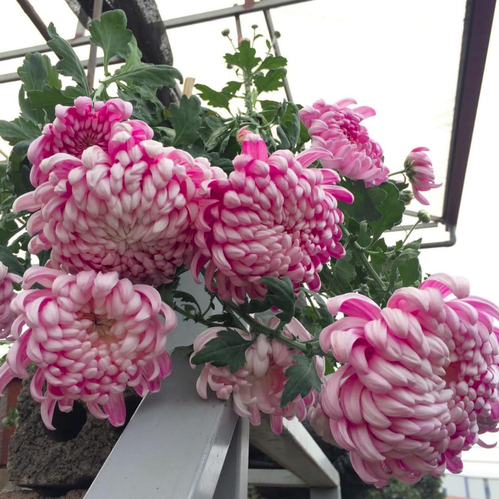 Chrysanthemum Flower Plant, Double Purple Mums Plant Live for Gardening, 5 to 7 Inc Tall Well Rooted, Chrysanthemum Plants Live Mum Live Plant