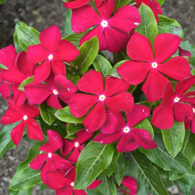 Red Vinca Flower Live Plant in 4" Pot, Perennial Vinca Minor Periwinkle Flowering Plants for Trellis Décor Oranamental, Zones 9-11