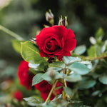 Rose Bushes Ready to Plant Outdoor, Bareroot 5-9 Inch Tall, Fragrant Rose Flower (Red Rose)