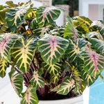 Colocasia Esculenta, Colocasia Live Plant, Elephant Ears Live Plant, Esculenta Taro Live Houseplant, 5-8 Inc Tall, No Pot (Rare Colocasia)