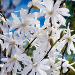 Star Magnolia Tree Live Plant in 2.5 Inches in Pot, Starter Plant, Fragrant Perennial Ornamental Plants Shrub for Outdoor Garden