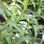 4 Mix Tarragon Live Plants, Perennial Culinary Herb for Outdoor Garden, Raised Beds, Well-Rooted 4-8" Tall