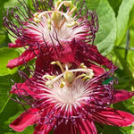 Pack 2 Passion Flower Plants Live, Passiflora Vine Well-Rooted, 5-7 Inch Tall Climbing Vine for Garden Trellises and Fences, No Pot (Burgundy Passion Flower)