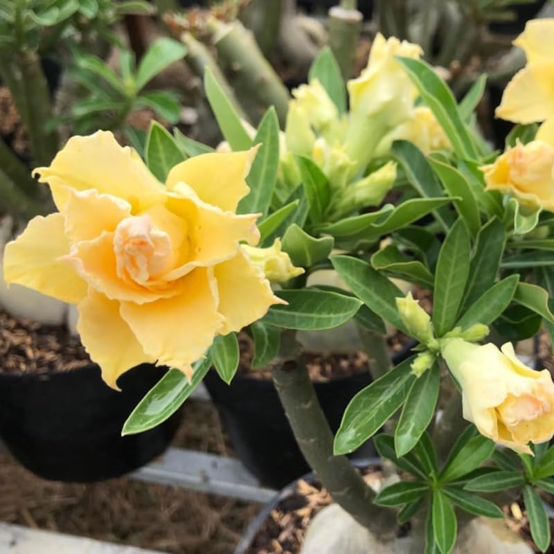 Double Yellow Desert Rose Plant Live, 4-7" Tall, Adenium Obesum Well-Rooted Succulent for Indoor Outdoor Displays