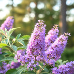 Blue Chaste Vitex Live Plant, Vitex Chaste Tree, Blue Chastes Tree, Flowering Shrub, 5-7 Inches in Height for Growing
