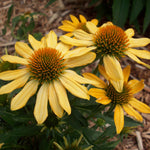 3 Yellow Coneflower Plants Live, Flowering Echinacea Perennial Plant Roots, 4-6 Inches