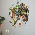 Variegated Philodendron Live Plant 4-8 Inches, Rare Indoor Houseplants for Container Growing (Micans Philodendron)