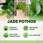 Jade Pothos Plant Live 4'' Pot, Indoor Houseplant Well Rooted, Hanging Planter or Basket Growing