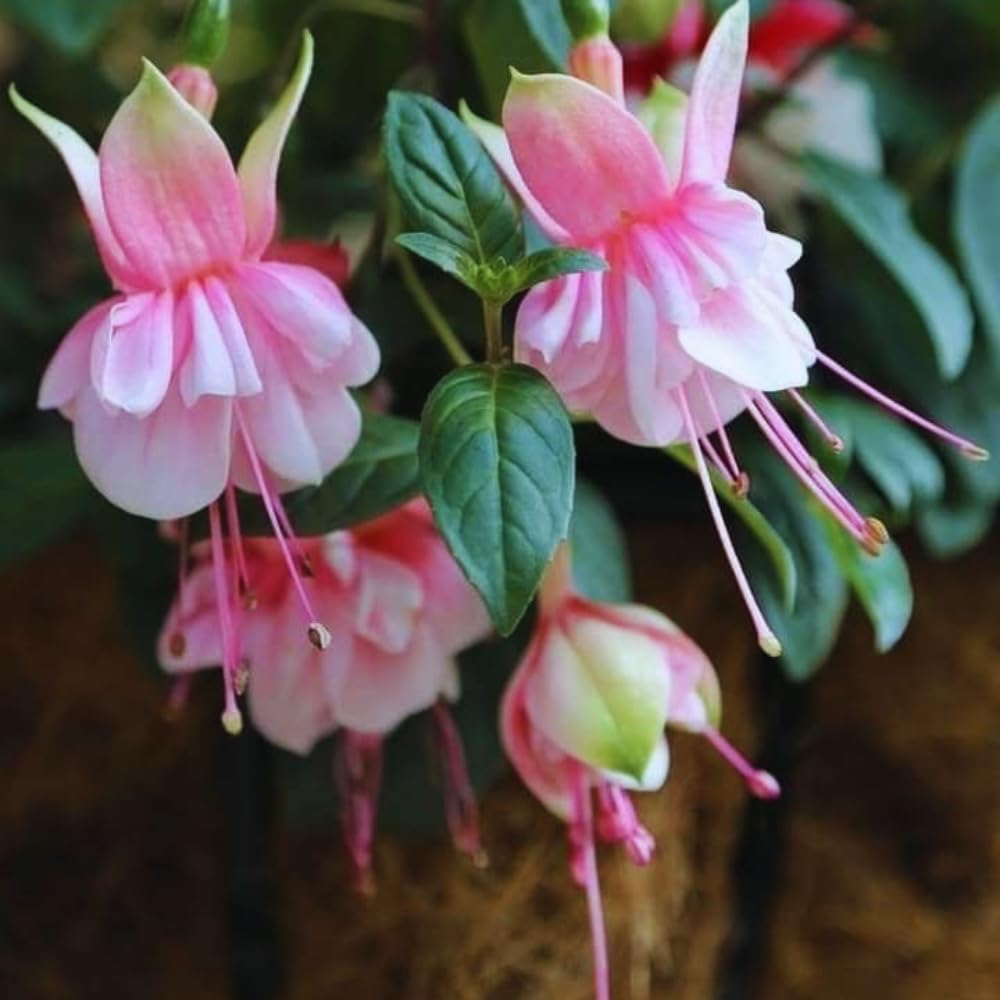 Set 2 of Fuchsia Plants Live, Pink Flower Plants, 4 to 5 Inches Tall Live Plant