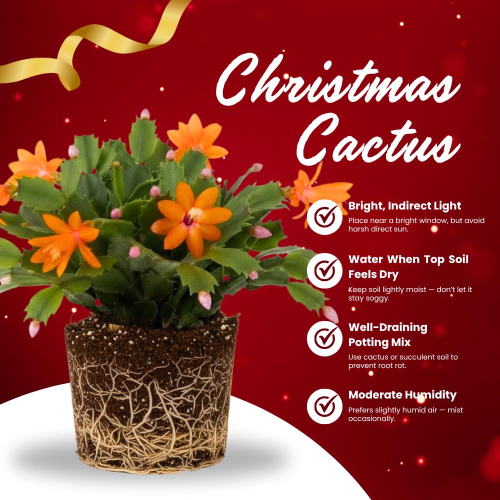 Christmas Cactus Plant, Thanksgiving Cactus in 4” Pot, Colorful Holiday Blooms, Indoor Gardens Growing (Orange Christmas Cactus)