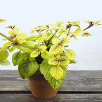 2 Golden Swedish Ivy Plants Live, Plectranthus Swedish Ivy Plant Live, 3 Inc to 6 Inc Tall Seedling, House Plants Live