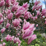 Jane Magnolia Tree in Gallon Pot, Live Flowering Magnolia Tree, Hardy Ornamental Shade Trees with Fragrant Blooms