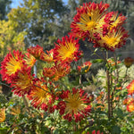 Red Yellow Chrysanthemum Plant, Set 2 Orange Mums Plants Live, Hardy Perennial Mum Live Plant, 3 to 6 Inch Tall Garden Mum Starter Plants for Garden Beds, Containers, Vibrant Fall Blooms, No Pot