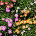 Delosperma Ice Plant, Hardy Perennial Succulent Live Plant, Ground Cover Outdoor Garden 5-7 Inches